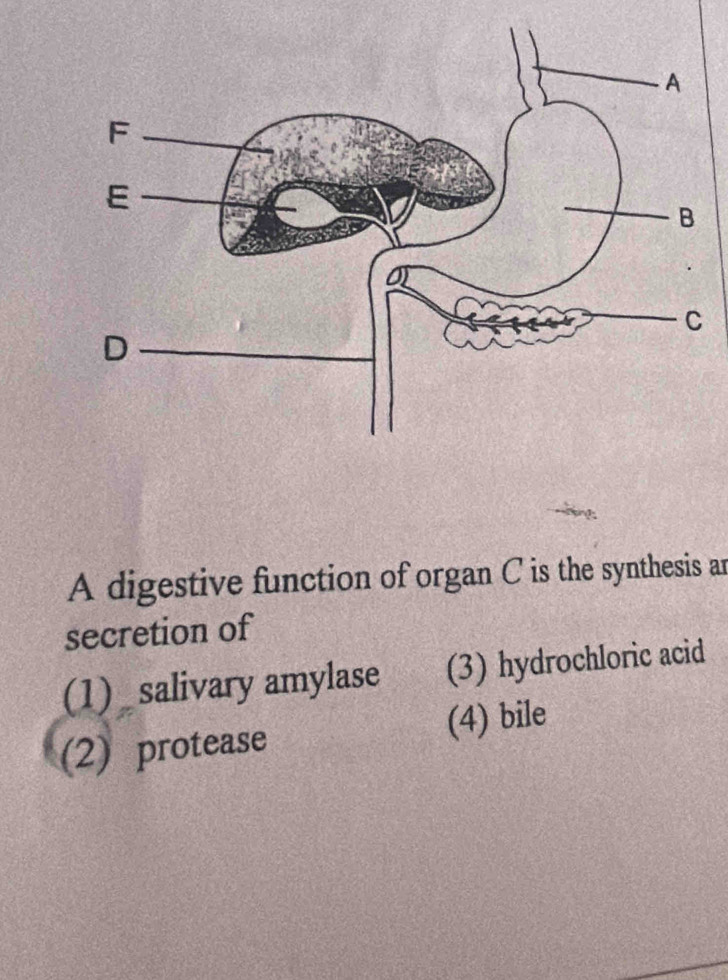 A digestive function of organ C is the synthesis an
secretion of
(1) salivary amylase (3) hydrochloric acid
(2) protease (4) bile