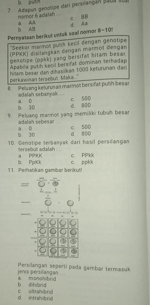 b. putin
7 Adapun genotipe dari persilangan pada sua
nomor 6 adalah
a AA c BB
d. Aa
b AB
Pernyataan berikut untuk soal nomor 8-1 0!
"Seekor marmot putih kecil dengan genotipe
(PPKK) disilangkan dengan marmot dengan
genotipe (ppkk) yang bersifat hitam besar.
Apabila putih kecil bersifat dominan terhadap
hitam besar dan dihasilkan 1000 keturunan dari
perkawinan tersebut. Maka...”"
8. Peluang keturunan marmot bersifat putih besar
adalah sebanyak ....
a 0 c. 500
b. 30 d. 800
9. Peluang marmot yang memiliki tubuh besar
adalah sebesar ....
a 0 c. 500
b. 30 d. 800
10. Genotipe terbanyak dari hasil persilangan
tersebut adalah ....
a PPKK c. PPkk
b. PpKk c. ppkk
11. Perhatikan gambar berikut!
Germ od P , → →—— 
boss
Persilangan seperti pada gambar termasuk
jenis persilangan
a monohibrid
b. dihibrid
c ultrahibrid
d intrahibrid