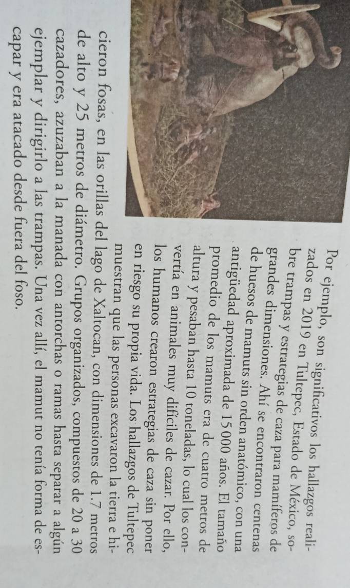 Por ejemplo, son significativos los hallazgos reali- 
zados en 2019 en Tultepec, Estado de México, so- 
bre trampas y estrategias de caza para mamíferos de 
grandes dimensiones. Ahí se encontraron centenas 
de huesos de mamuts sin orden anatómico, con una 
antigüedad aproximada de 15000 años. El tamaño 
promedio de los mamuts era de cuatro metros de 
altura y pesaban hasta 10 toneladas, lo cual los con- 
vertía en animales muy difíciles de cazar. Por ello, 
os humanos crearon estrategias de caza sin poner 
n riesgo su propia vida. Los hallazgos de Tultepec 
muestran que las personas excavaron la tierra e hi- 
cieron fosas, en las orillas del lago de Xaltocan, con dimensiones de 1.7 metros
de alto y 25 metros de diámetro. Grupos organizados, compuestos de 20 a 30
cazadores, azuzaban a la manada con antorchas o ramas hasta separar a algún 
ejemplar y dirigirlo a las trampas. Una vez allí, el mamut no tenía forma de es- 
capar y era atacado desde fuera del foso.