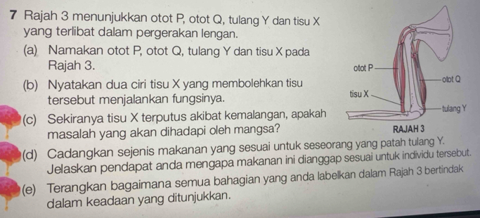 Rajah 3 menunjukkan otot P, otot Q, tulang Y dan tisu X
yang terlibat dalam pergerakan lengan. 
(a) Namakan otot P, otot Q, tulang Y dan tisu X pada 
Rajah 3. 
(b) Nyatakan dua ciri tisu X yang membolehkan tisu 
tersebut menjalankan fungsinya. 
(c) Sekiranya tisu X terputus akibat kemalangan, apakah 
masalah yang akan dihadapi oleh mangsa? 
(d) Cadangkan sejenis makanan yang sesuai untuk seseoran 
Jelaskan pendapat anda mengapa makanan ini dianggap sesuai untuk individu tersebut. 
(e) Terangkan bagaimana semua bahagian yang anda labelkan dalam Rajah 3 bertindak 
dalam keadaan yang ditunjukkan.