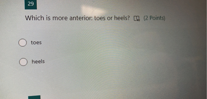 Which is more anterior: toes or heels? (2 Points)
toes
heels