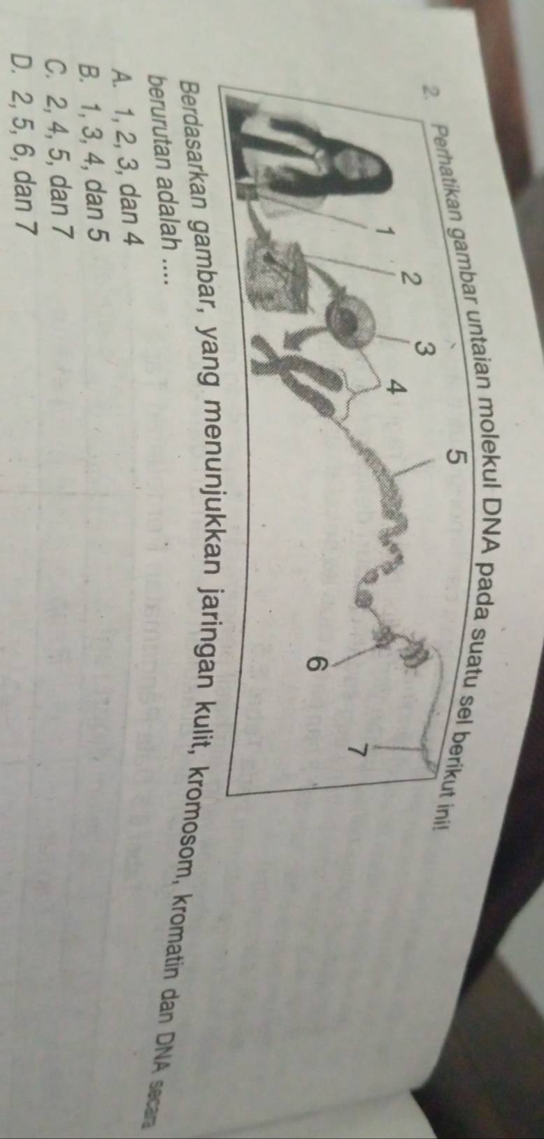 molekul DNA pa
Berdasarkan gambar, yang menunjukkan jaringan kulit, kromosom, kromatin dan DNA secar
berurutan adalah ....
A. 1, 2, 3, dan 4
B. 1, 3, 4, dan 5
C. 2, 4, 5, dan 7
D. 2, 5, 6, dan 7