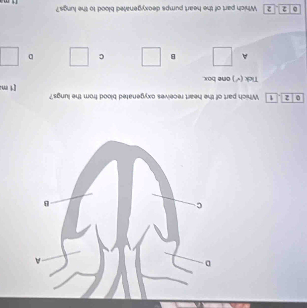 a
C
8
0 2 . 1 Which part of the heart receives oxygenated blood from the lungs?
[1 m
Tick (√) one box.
A
B
C
D
0 2 2 Which part of the heart pumps deoxygenated blood to the lungs?