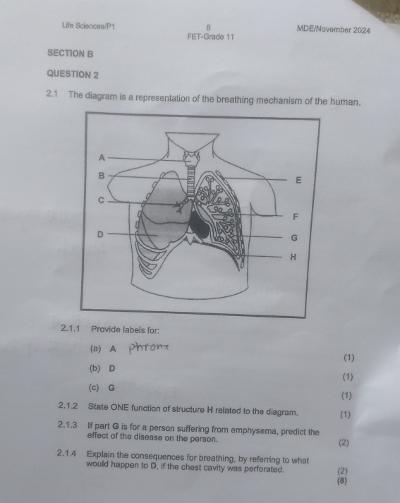 Life Sciences/P1 8 MDE/November 2024 
FET-Grade 11 
SECTION B 
QUESTION 2 
2.1 The diagram is a representation of the breathing mechanism of the human. 
2.1.1 Provide labels for: 
(a) A Phranx 
(1) 
(b) D 
(1) 
(c) G (1) 
2.1.2 State ONE function of structure H related to the diagram. (1) 
2.1.3 If part G is for a person suffering from emphysema, predict the 
effect of the disease on the person. 
(2) 
2.1.4 Explain the consequences for breathing, by referring to what 
would happen to D, if the chest cavity was perforated. (2) 
(8)