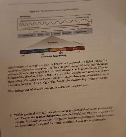 Light transmitted through a solution is detected and converted to a digital reading. The 
spectrophotometer has multiple scales. The scale usually measured is the logarithmic ab- 
sorbance (A) scale. It is roughly inversely proportional to the % Transmittance (T) scale. 
A value of 0.0 absorbance means that there is 100%T, while infinite absorbance means 
there is 0% T. Measuring absorbance makes it possible to determine the concentration of 
a target molecule in solution. Higher absorbance values indicate higher concentrations. 
What is the general relationship between absorbance and transmittance? 
1. Work in groups of four. Each pair measures the absorbance of a different protein solu 
tion. Turn on the spectrophotometer (front left knob) and let it warm up for - 15
minutes. Familiarize yourself with the parts of the spectrophotometer. Your instructor 
will demonstrate the method for initial calibration of your spectrophotometer.