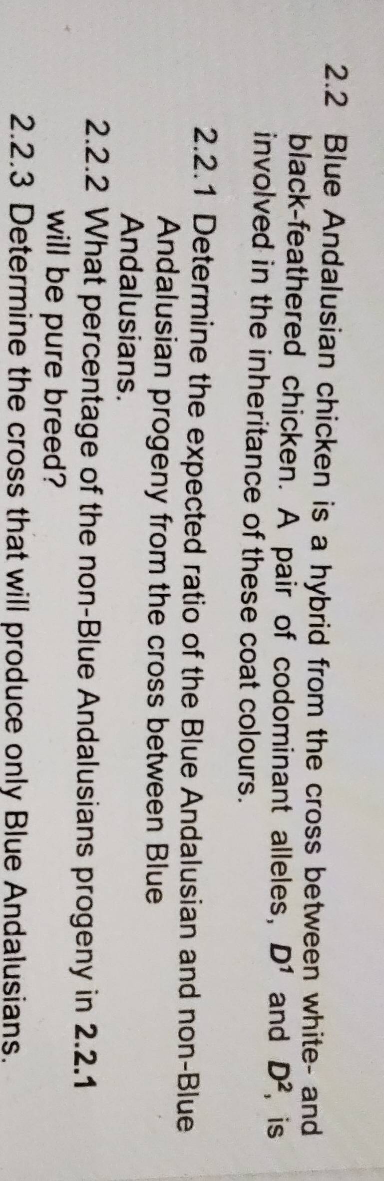 2.2 Blue Andalusian chicken is a hybrid from the cross between white- and 
black-feathered chicken. A pair of codominant alleles, D^1 and D^2 ， is 
involved in the inheritance of these coat colours. 
2.2.1 Determine the expected ratio of the Blue Andalusian and non-Blue 
Andalusian progeny from the cross between Blue 
Andalusians. 
2.2.2 What percentage of the non-Blue Andalusians progeny in 2.2.1 
will be pure breed? 
2.2.3 Determine the cross that will produce only Blue Andalusians.