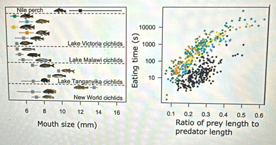 Nile perch 
Lake Victoria cichlids 
Lake Malawi cichlids 
Lake Tanganyika cichlids 
New World cichlids
6 8 10 12 14 16
Mouth size (mm)