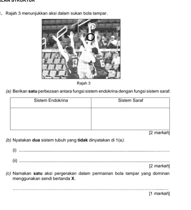 Rajah 3 menunjukkan aksi dalam sukan bola tampar. 
Rajah 3 
(a) Berikan satu perbezaan antara fungsi sistem endokrina dengan fungsi sistem saraf. 
(b) Nyatakan dua sistem tubuh yang tidak dinyatakan di 1(a). 
(i)_ 
(ii)_ 
[2 markah] 
(c) Namakan satu aksi pergerakan dalam permainan bola tampar yang dominan 
menggunakan sendi bertanda X. 
_ 
[1 markah]