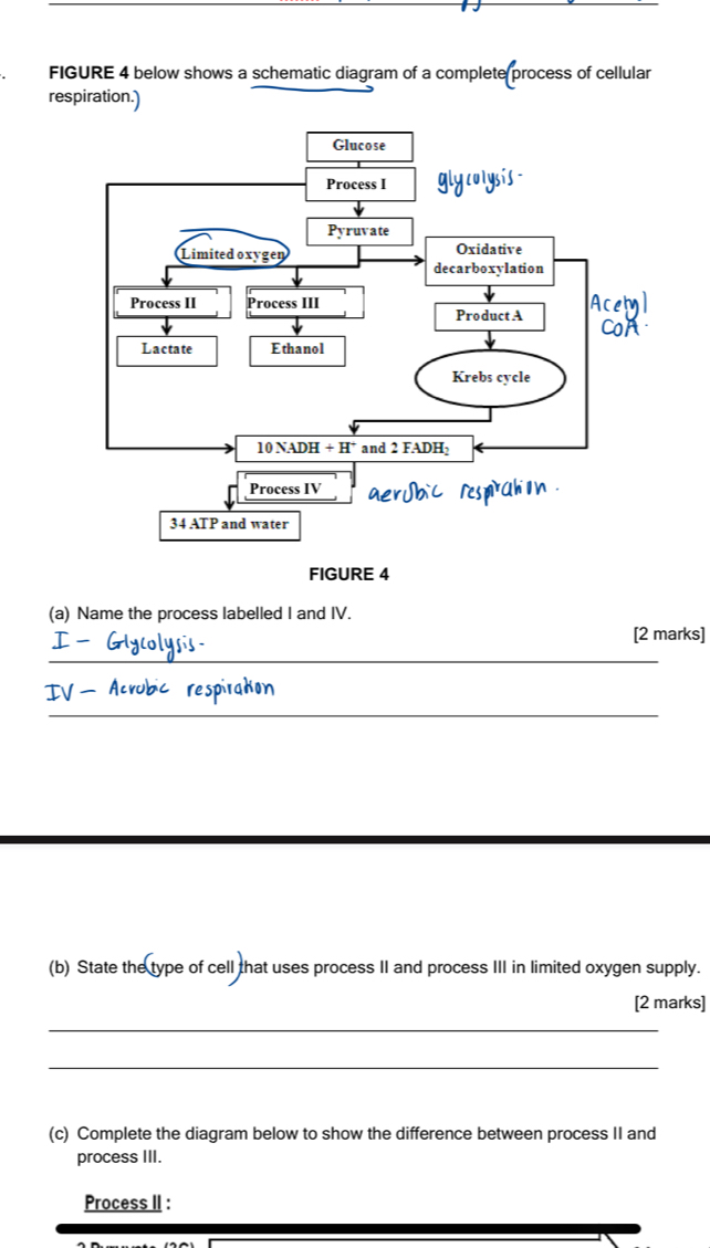 FIGURE 4 below shows a schematic diagram of a complete process of cellular
respiration.)
FIGURE 4
(a) Name the process labelled I and IV.
[2 marks]
_
espraton
_
(b) State the type of cell that uses process II and process III in limited oxygen supply.
[2 marks]
_
_
(c) Complete the diagram below to show the difference between process II and
process III.
Process II :