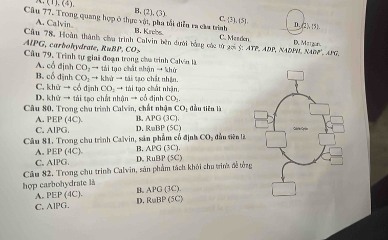 X. (1), (4). B. (2), (3). C. (3), (5).
Câu 77. Trong quang hợp ở thực vật, pha tối diễn ra chu trình
D. (2), (5).
A. Calvin. B. Krebs. C. Menden. D. Morgan.
Câu 78. Hoàn thành chu trình Calvin bên dưới bằng các từ gợi ý: ATP, ADP, NADPH, NADP^+. . IPG, 
AlPG, carbohydrate, RuBP, CO_2
Câu 79. Trình tự giai đoạn trong chu trình Calvin là
A. cố định CO_2 → tái tạo chất nhận → khử
B. cố định CO_2 → khử → tái tạo chất nhận.
C. khử → cố định CO_2 → tái tạo chất nhận.
D. khử → tái tạo chất nhận → cố định CO_2. 
Câu 80. Trong chu trình Calvin, chất nhận CO_2 đầu tiên là
B.
A. PEP (4C). APG (3C).
D. RuBP
C. AlPG. (5C) 
Câu 81. Trong chu trình Calvin, săn phẩm cố định CO_2 đầu tiên là
A. PEP (4C). B. APG (3C).
C. AIPG. D. RuBP (5C)
Câu 82. Trong chu trình Calvin, sản phẩm tách khỏi chu trình đề tổng
hợp carbohydrate là
A. PEP (4C). B. APG (3C).
C. AlPG. D. RuBP (5C)