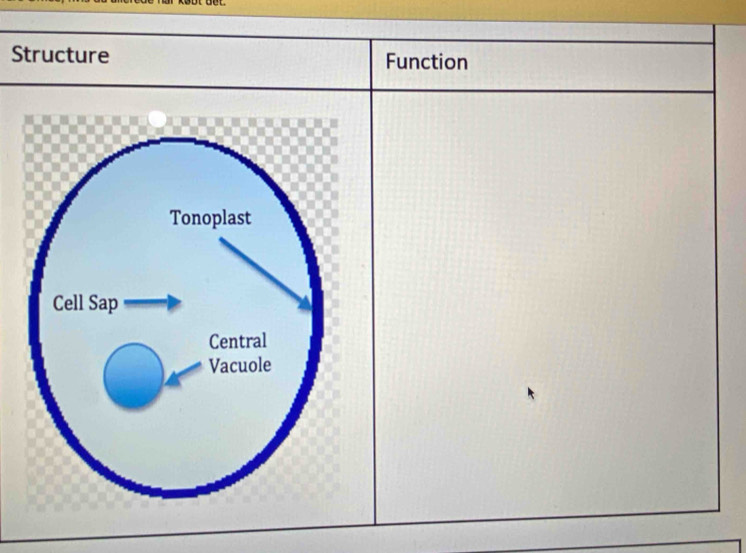 Structure Function