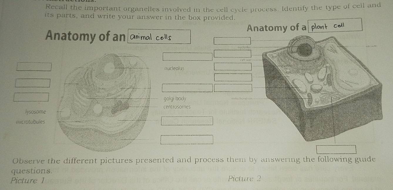 Recall the important organelles involved in the cell cycle process. Identify the type of cell and 
its parts, and write your answer in the box provided. 
Anatomy of a plant cell 
Anatomy of an animal cells 
nuclealy 
nucleolus 
golgi body 
centrosomes 
lysosome 
microtubules 
Observe the different pictures presented and process them by answering the following guide 
questions. 
Picture 1 Picture 2