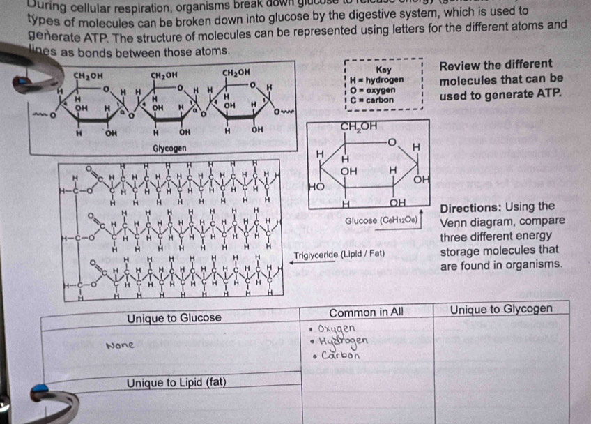 During cellular respiration, organisms break down glucose
types of molecules can be broken down into glucose by the digestive system, which is used to
generate ATP. The structure of molecules can be represented using letters for the different atoms and
lines as bonds between those atoms.
Key Review the different
H= hydrogen
oxygen molecules that can be
O=
carbon used to generate ATP.
C=
Directions: Using the
Glucose (CeH_12O_6) Venn diagram, compare
three different energy
iglyceride (Lipid / Fat) storage molecules that
are found in organisms.
Unique to Glucose Common in All Unique to Glycogen
None
Unique to Lipid (fat)