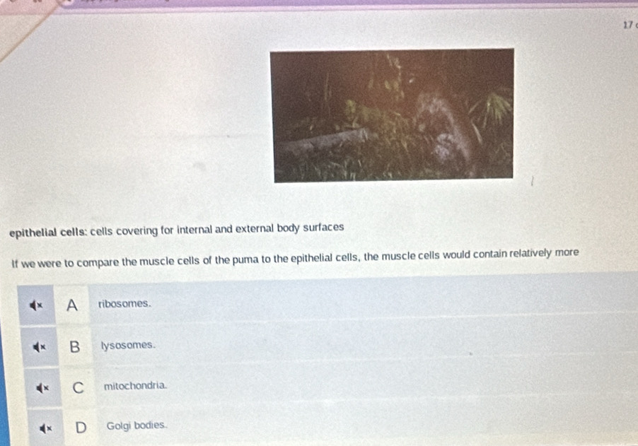 epithelial cells: cells covering for internal and external body surfaces
If we were to compare the muscle cells of the puma to the epithelial cells, the muscle cells would contain relatively more
A ribosomes.
B lysosomes.
C mitochondria.
Golgi bodies.