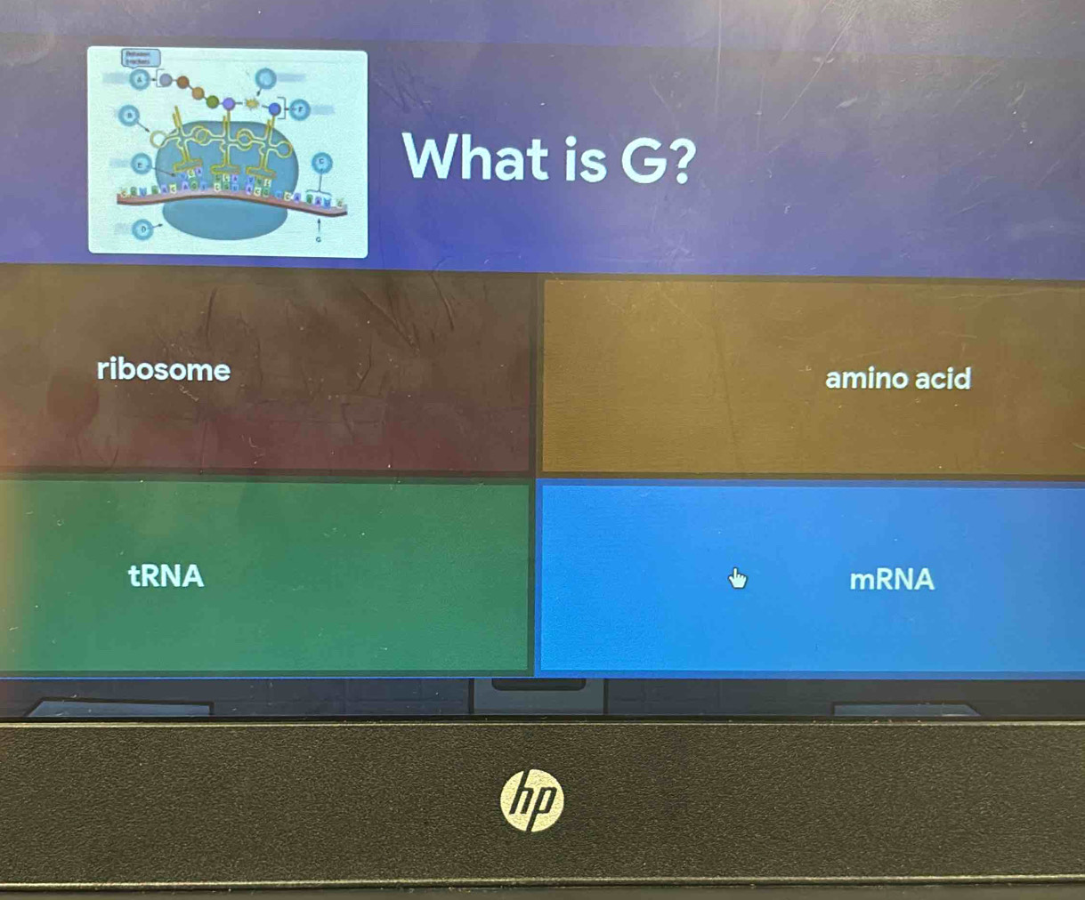 What is G?
ribosome amino acid
tRNA mRNA
in