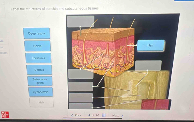 Solved: Label the structures of the skin and subcutaneous tissues. Deep ...