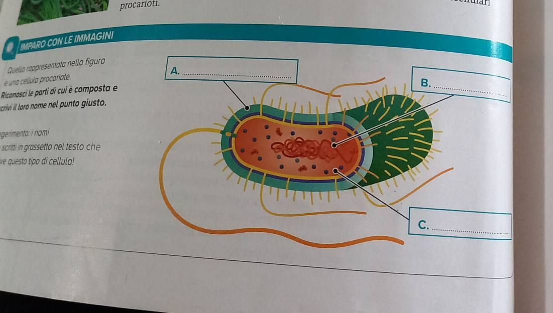 procarioti. 
IMPARO CON LE IMMAGINI 
Quella rappresentata nella figura 
é a ellul procariote. 
Riconosci le parti di cui è composta e 
criv l lro nom n l punto giusto. 
gerimento: i nomi 
scritti in grassetto nel testo che 
ve questo tipo di cel lula