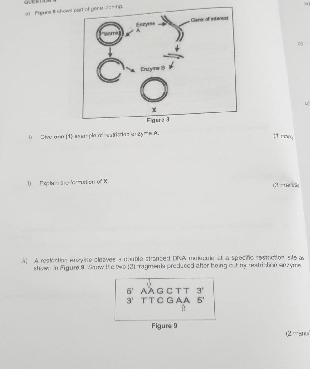 QUESTION iv) 
a) Figure 8 showsg. 
b) 
c) 
i) Give one (1) example of restriction enzyme A. 
(1 mark) 
ii) Explain the formation of X. 
(3 marks) 
iii) A restriction enzyme cleaves a double stranded DNA molecule at a specific restriction site as 
shown in Figure 9. Show the two (2) fragments produced after being cut by restriction enzyme. 
5' AAGCTT 3' 
3' TTCGAA 5' 
Figure 9 
(2 marks