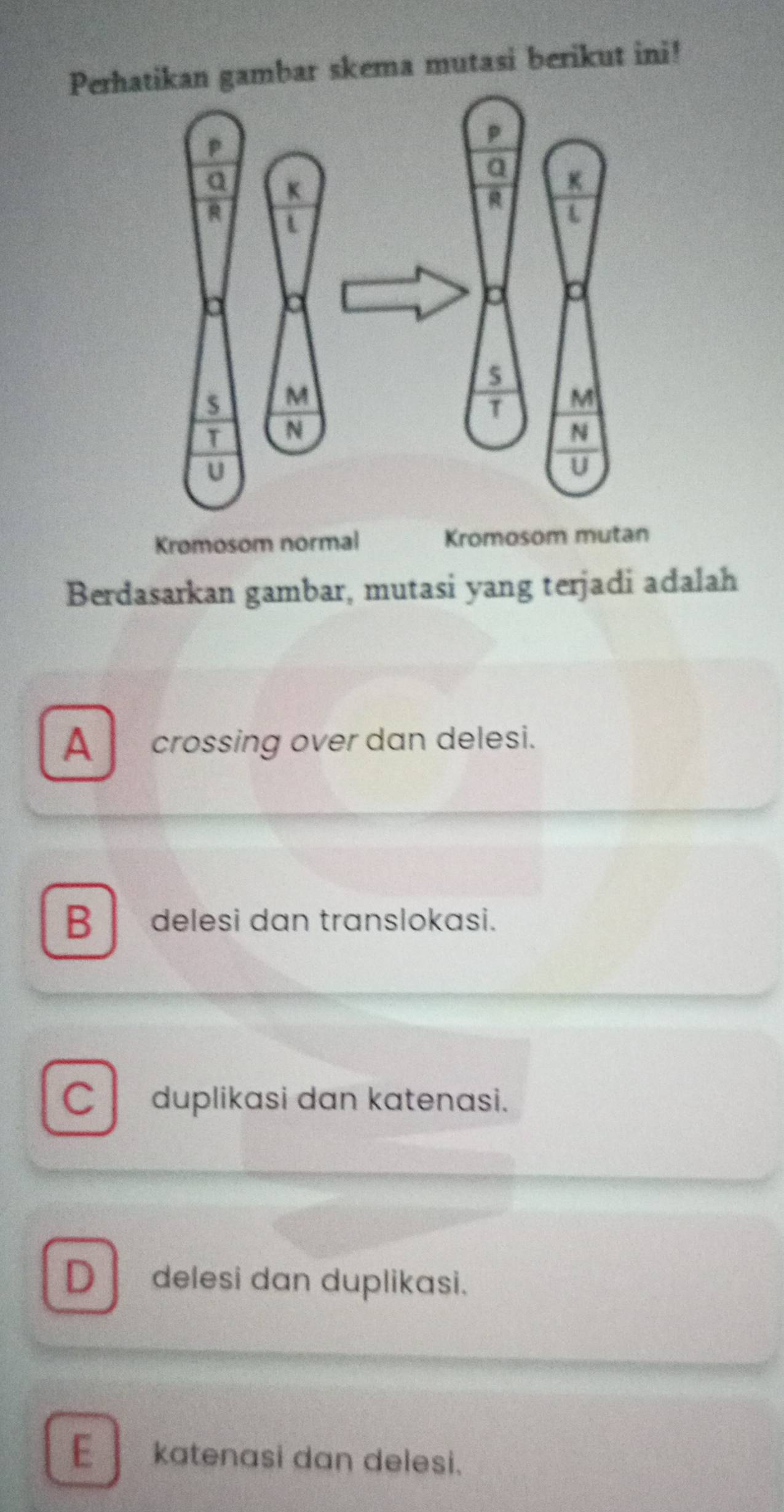 Perhatikan gambar skema mutasi berikut ini!
Kromosom normal Kromosom mutan
Berdasarkan gambar, mutasi yang terjadi adalah
A crossing over dan delesi.
B delesi dan translokasi.
C duplikasi dan katenasi.
D I delesi dan duplikasi.
E katenasi dan delesi.