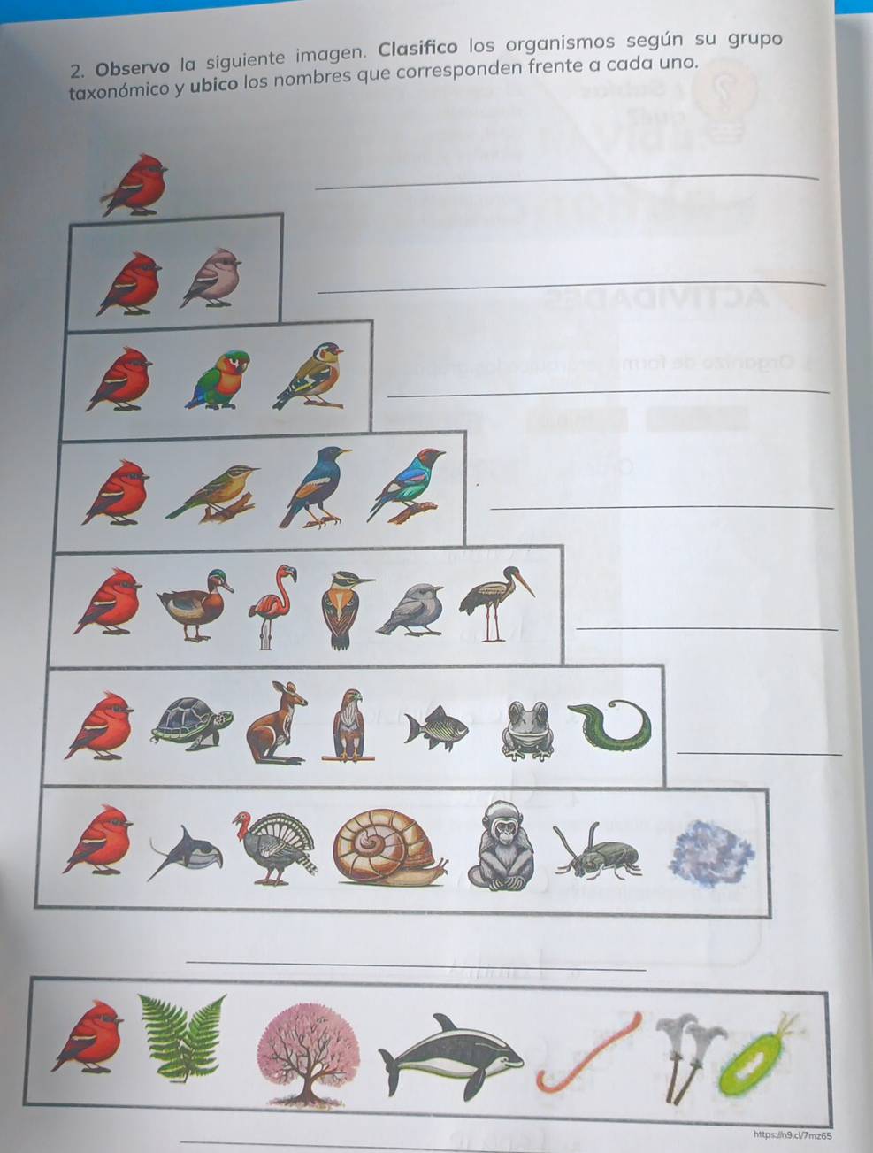 Observo la siguiente imagen. Clasifico los organismos según su grupo 
taxonómico y ubico los nombres que corresponden frente a cada uno. 
_ 
_ 
_ 
https://n9.cl7mz65