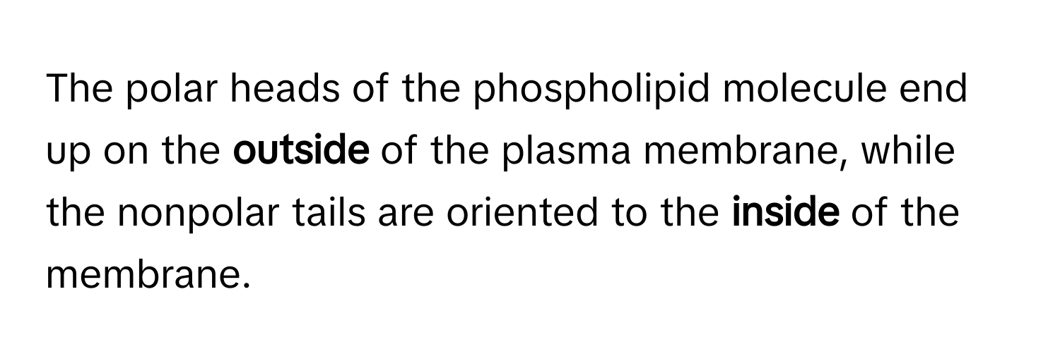 The polar heads of the phospholipid molecule end up on the **outside** of the plasma membrane, while the nonpolar tails are oriented to the **inside** of the membrane.