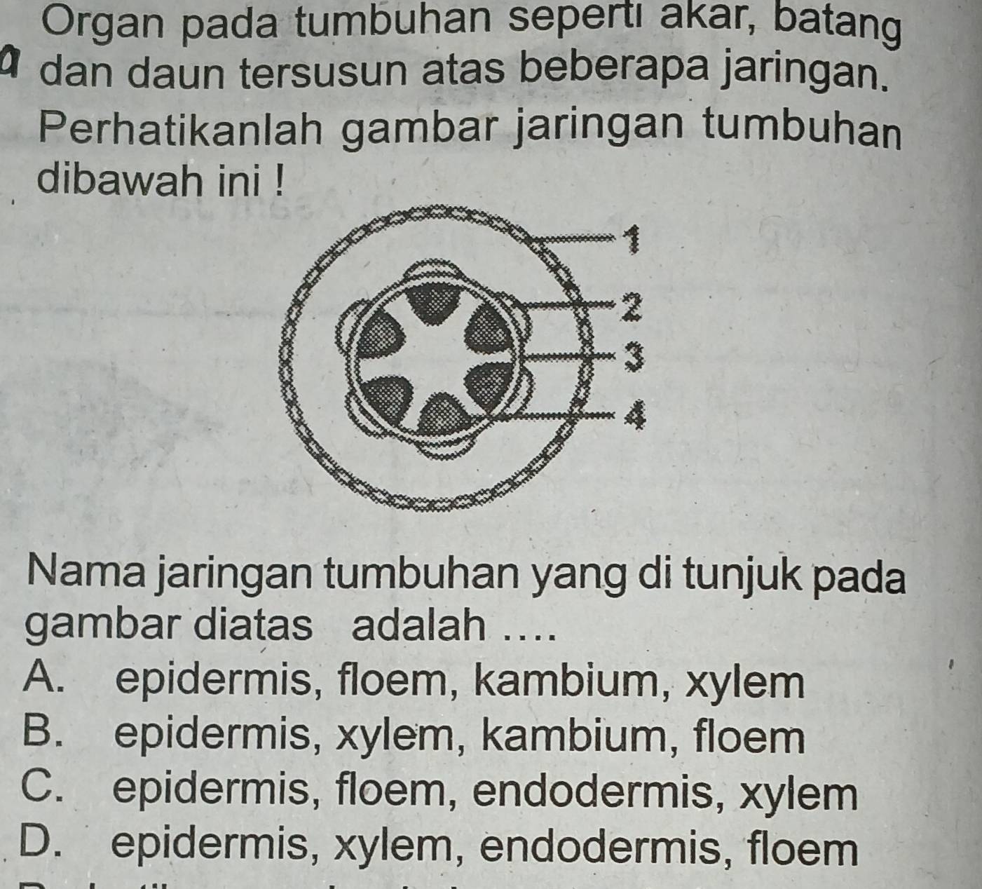 Organ pada tumbuhan sepertı akar, batang
1 dan daun tersusun atas beberapa jaringan.
Perhatikanlah gambar jaringan tumbuhan
dibawah ini !
Nama jaringan tumbuhan yang di tunjuk pada
gambar diatas adalah ….
A. epidermis, floem, kambium, xylem
B. epidermis, xylem, kambium, floem
C. epidermis, floem, endodermis, xylem
D. epidermis, xylem, endodermis, floem