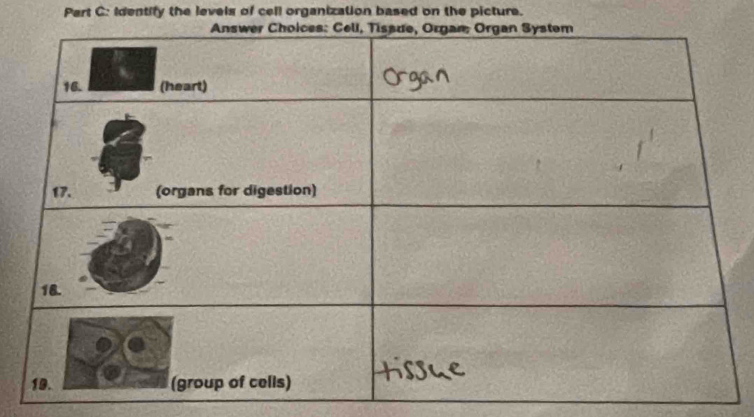 Pert C: Identify the levels of cell organization based on the picture.