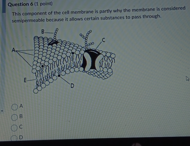 This component of the cell membrane is partly why the membrane is considered
semipermeable because it allows certain substances to pass through.
A
B
C
D