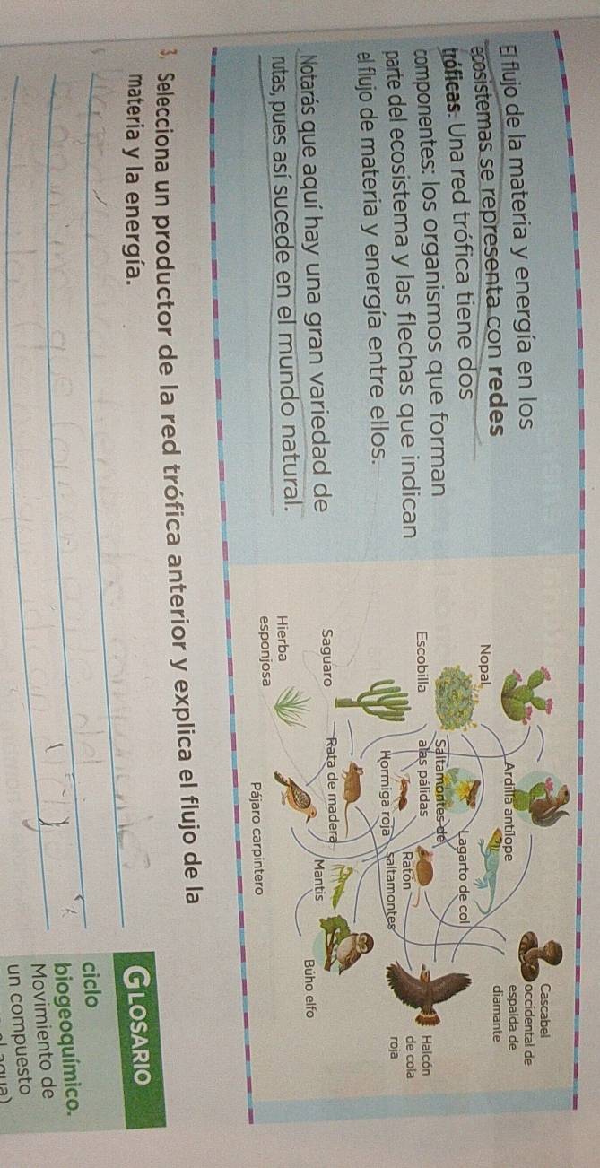 El flujo de la materia y energía en los 
ecosistemas se representa con redes 
tróficas. Una red trófica tiene dos 
componentes: los organismos que forman 
parte del ecosistema y las flechas que indican 
el flujo de materia y energía entre ellos. 
Notarás que aquí hay una gran variedad de 
rutas, pues así sucede en el mundo natural. 
3. Selecciona un productor de la red trófica anterior y explica el flujo de la 
_materia y la energía. 
Glosario 
_ciclo 
bioge o químico. 
_Movimiento de 
un compuesto