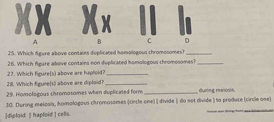 A 
B C D 
25. Which figure above contains duplicated homologous chromosomes?_ 
26. Which figure above contains non duplicated homologous chromosomes?_ 
27. Which figure(s) above are haploid?_ 
28. Which figure(s) above are diploid?_ 
29. Homologous chromosomes when duplicated form _during meiosis. 
30. During meiosis, homologous chromosomes (circle one) [ divide | do not divide ] to produce (circle one) 
[diploid | haploid ] cells.