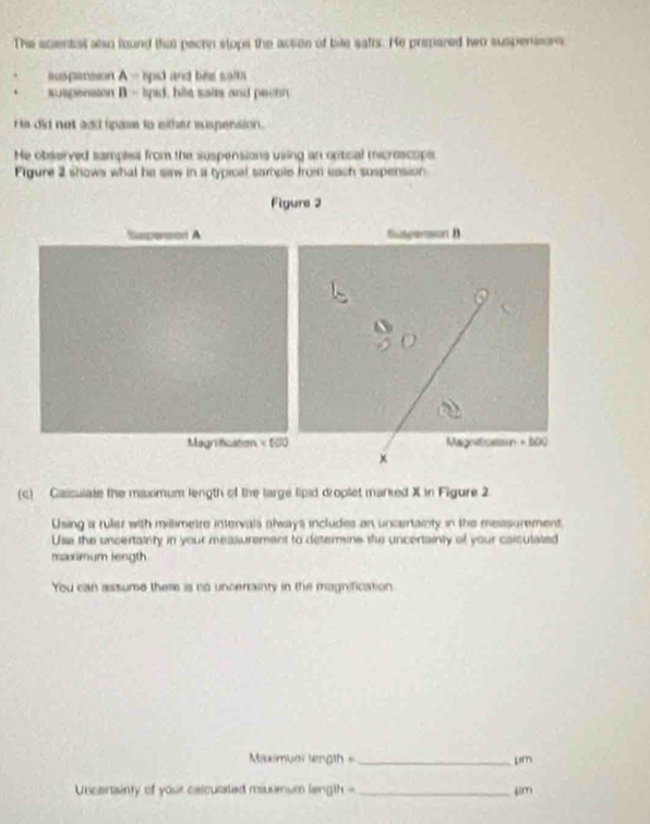 The sciential also found that pactn stops the accon of bie safts. He prepared two suspensons
A= spid and bie salts
Rusporaton B= lipid, him saim and peenn
He did not add lipase to either wspension.
He observed samplea from the suspensions using an optical micrescope
Figure 2 shows what he saw in a typical sample from each suspension
Figure 2
Sincension A
Magrification =f(3)
(c) Caisulate the maximum length of the large lipid droplet marked X in Figure 2
Using a ruler with millimetre intervals ahways includes an uncertainty in the measurement.
Usa the uncertainty in your measurement to deterine the uncertainty of your caiculated
maximum length
You can assume there is no uncertainty in the magnification.
Miximuar tength = _Lsm
Uncerainty of your celcusated mausimum length - _jim