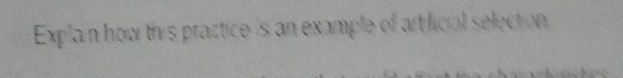 Explain how this practice is an example of artificial selection