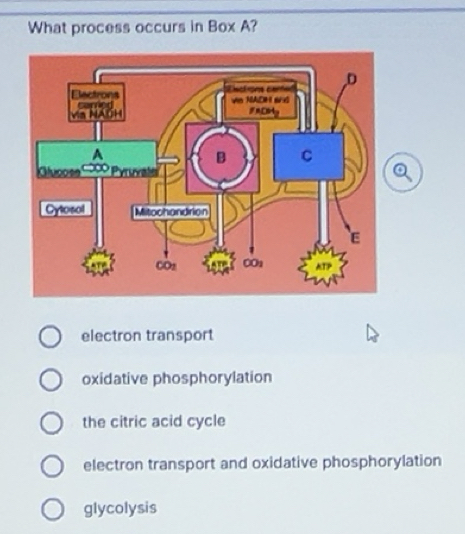 Solved: What process occurs in Box A? electron transport oxidative ...