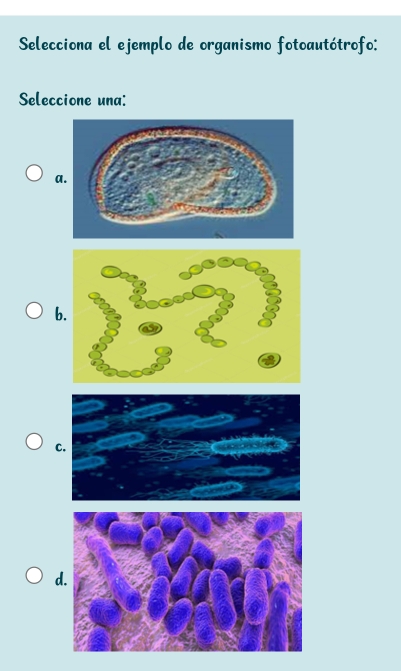 Selecciona el ejemplo de organismo fotoautótrofo:
Seleccione una:
a.
b.
C.
d.