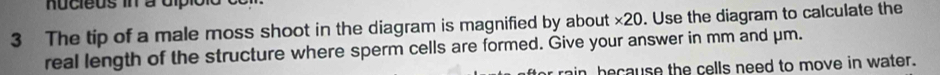 nucieus in à dipiolo 
3 The tip of a male moss shoot in the diagram is magnified by about ×20. Use the diagram to calculate the 
real length of the structure where sperm cells are formed. Give your answer in mm and μm. 
rain, because the cells need to move in water.