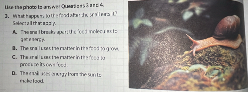 Use the photo to answer Questions 3 and 4.
3. What happens to the food after the snail eats it?
Select all that apply.
A. The snail breaks apart the food molecules to
get energy.
B. The snail uses the matter in the food to grow.
C. The snail uses the matter in the food to
produce its own food.
D. The snail uses energy from the sun to
make food.