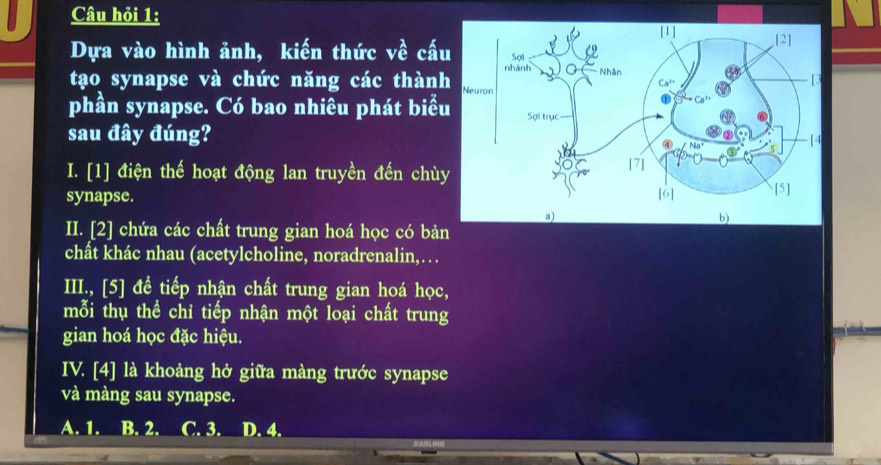 Câu hỏi 1:
Dựa vào hình ảnh, kiến thức về cấ
tạo synapse và chức năng các thàn
phần synapse. Có bao nhiêu phát biể
sau đây đúng?
I. [1] điện thế hoạt động lan truyền đến chù
synapse. 
II. [2] chứa các chất trung gian hoá học có bản
chất khác nhau (acetylcholine, noradrenalin,. . .
III., [5] đề tiếp nhận chất trung gian hoá học,
mỗi thụ thể chỉ tiếp nhận một loại chất trung
gian hoá học đặc hiệu.
IV. [4] là khoảng hở giữa màng trước synapse
và màng sau synapse.
A. 1. B. 2. C. 3. D. 4.