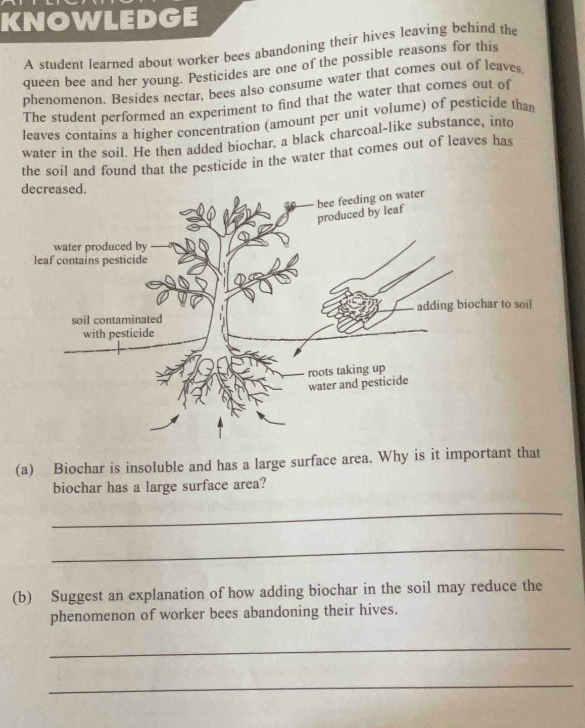 KNOWLEDGE 
A student learned about worker bees abandoning their hives leaving behind the 
queen bee and her young. Pesticides are one of the possible reasons for this 
phenomenon. Besides nectar, bees also consume water that comes out of leaves 
The student performed an experiment to find that the water that comes out of 
leaves contains a higher concentration (amount per unit volume) of pesticide than 
water in the soil. He then added biochar, a black charcoal-like substance, into 
the soil and found that the pesticide in the water that comes out of leaves has 
(a) Biochar is insoluble and has a large surface area. Why is it important that 
biochar has a large surface area? 
_ 
_ 
(b) Suggest an explanation of how adding biochar in the soil may reduce the 
phenomenon of worker bees abandoning their hives. 
_ 
_