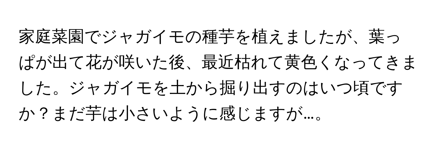 家庭菜園でジャガイモの種芋を植えましたが、葉っぱが出て花が咲いた後、最近枯れて黄色くなってきました。ジャガイモを土から掘り出すのはいつ頃ですか？まだ芋は小さいように感じますが…。