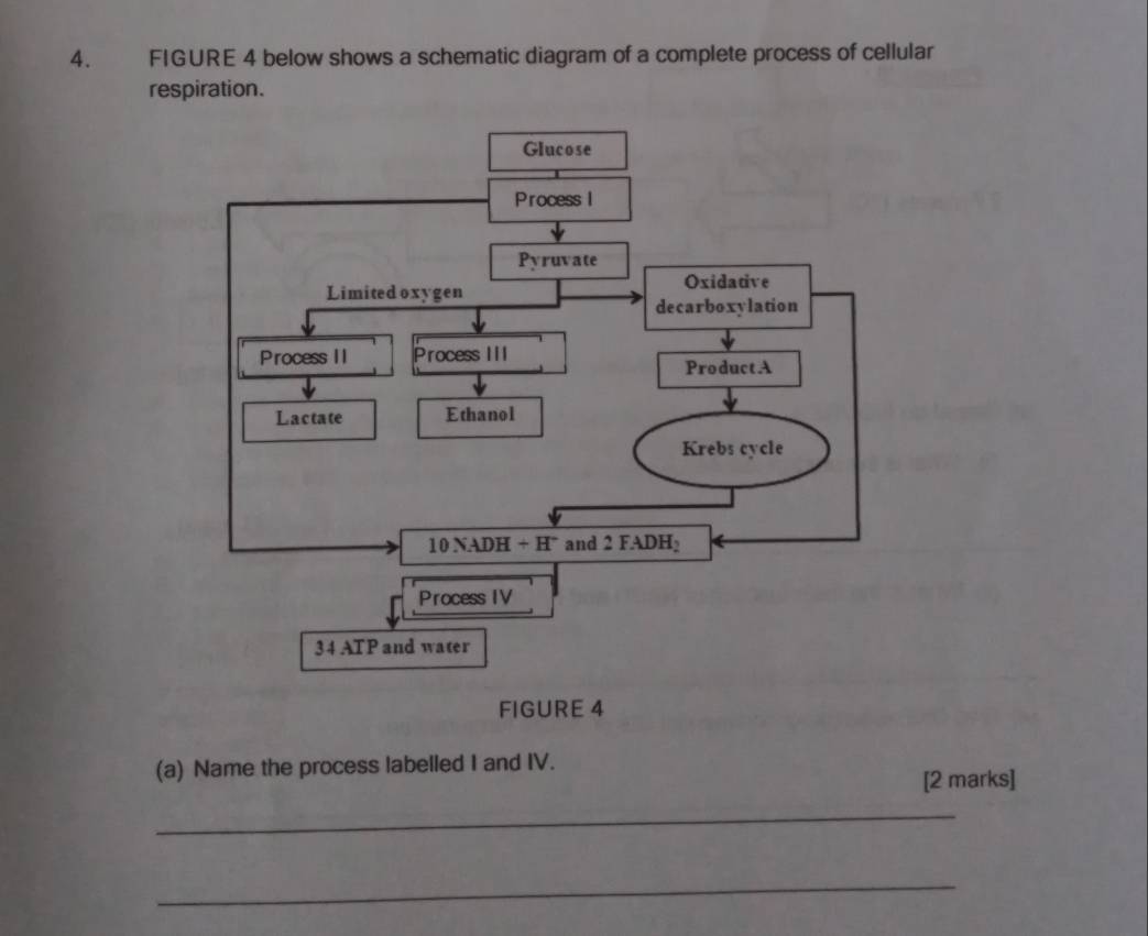 FIGURE 4 below shows a schematic diagram of a complete process of cellular 
respiration. 
FIGURE 4 
(a) Name the process labelled I and IV. 
[2 marks] 
_ 
_