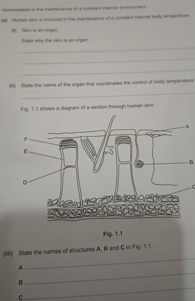 Homeostasis is the maintenance of a constant internal environment. 
(a) Human skin is involved in the maintenance of a constant internal body temperaturs 
(I) Skin is an organ. 
State why the skin is an organ. 
_ 
_ 
_ 
(ii) State the name of the organ that coordinates the control of body temperature. 
_ 
Fig. 1.1 shows a diagram of a section through human skin. 
B 

Fig. 1.1 
_ 
(iii) State the names of structures A, B and C in Fig. 1.1. 
_ 
A 
_ 
B 
C