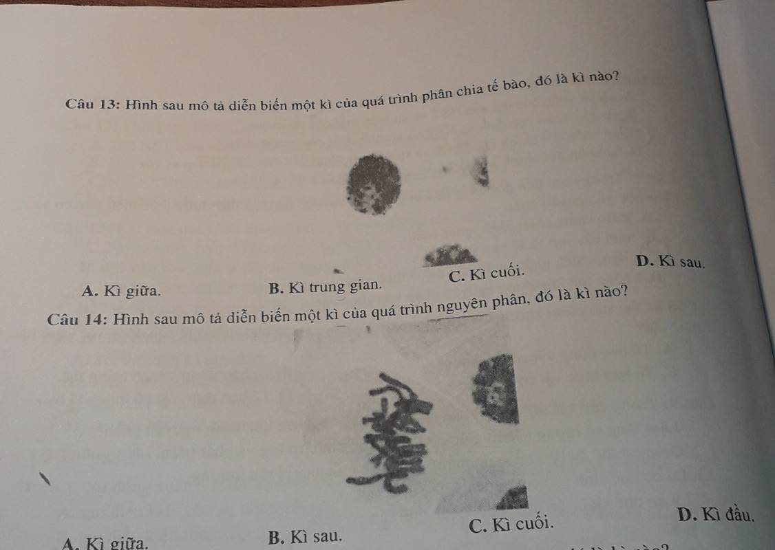 Hình sau mô tả diễn biến một kì của quá trình phân chia tế bào, đó là kì nào?
C. Kì cuối.
D. Kì sau.
A. Kì giữa. B. Kì trung gian.
Câu 14: Hình sau mô tả diễn biến một kì của quá trình nguyên phân, đó là kì nào?
A. Kì giữa. B. Kì sau. C. Kì cuối.
D. Kì đầu.