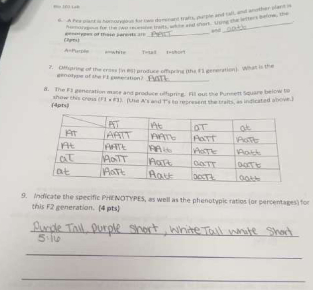 Bo 203 Lal 
6. A Pey plant i homozyious for two dominant traits, putple and tall, and another plant i 
. 
honoryeous for the two recessive traits, white and short. Using the letters below, the 
_ 
snd 
genotypes of these parents === 
(2pts)
A= Purple a= white Tetall f= short 
7. Offspring of the cross (in 86) produce offspring (the F1 generation). What is the 
_ 
genotype of the F1 generation? 
8. The F3 generation mate and produce offspring. Fill out the Punnett Square below to 
show this cross (F1* F1). (Use A's and I's to represent the traits, as indicated above.) 
(4pts) 
9. Indicate the specific PHENOTYPES, as well as the phenotypic ratios (or percentages) for 
this F2 generation. (4 pts) 
_ 
_ 
_