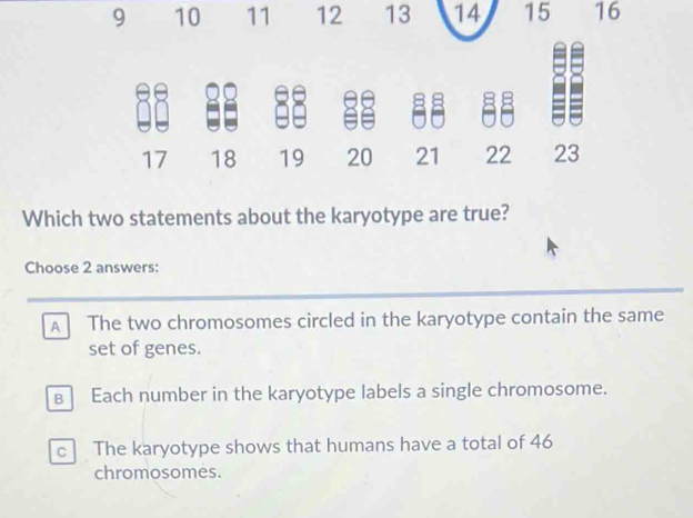 9 10 11 12 13 14 15 16
17 18 19 20 21 22 23
Which two statements about the karyotype are true?
Choose 2 answers:
A The two chromosomes circled in the karyotype contain the same
set of genes.
в Each number in the karyotype labels a single chromosome.
c The karyotype shows that humans have a total of 46
chromosomes.