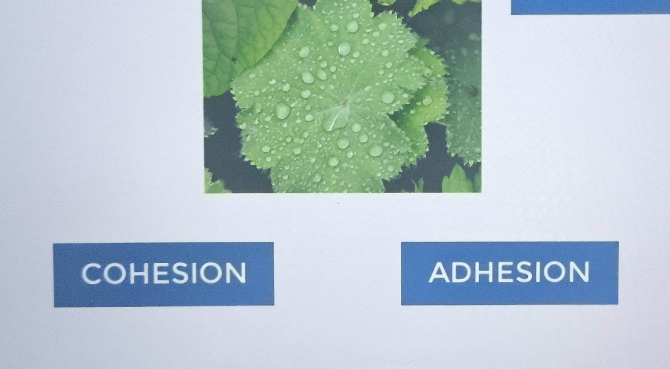 COHESION ADHESION