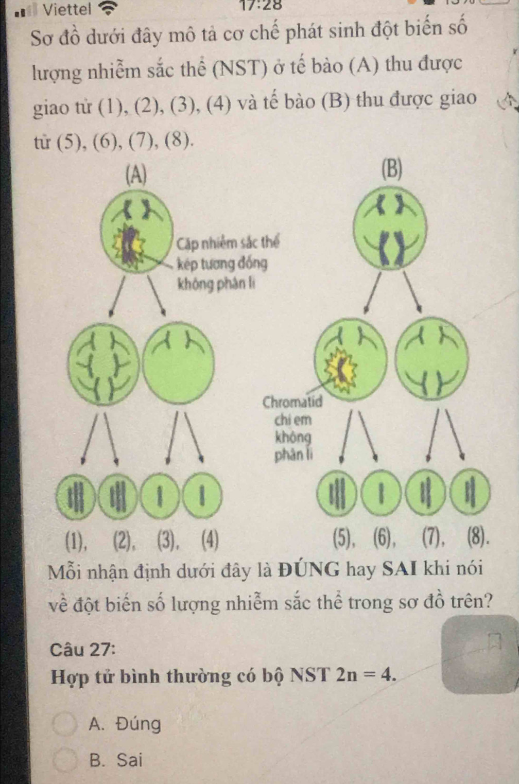 Viettel
17:28 1
Sơ đồ dưới đây mô tả cơ chế phát sinh đột biến số
lượng nhiễm sắc thể (NST) ở tế bào (A) thu được
giao tử (1), (2), (3), (4) và tế bào (B) thu được giao
tu (5), (6), (7), (8).
(A)
(B)
Cặp nhiêm sắc thể
kép tương đồng
khòng phân lì
Chromalid
chi em
không
phān lì
)(Ⅲ)(1 1
1
(1), (2), (3), (4) (5), (6), (7), (8).
Mỗi nhận định dưới đây là ĐÚNG hay SAI khi nói
về đột biến số lượng nhiễm sắc thể trong sơ đồ trên?
Câu 27:
Hợp tử bình thường có bộ NST 2n=4.
A. Đúng
B. Sai
