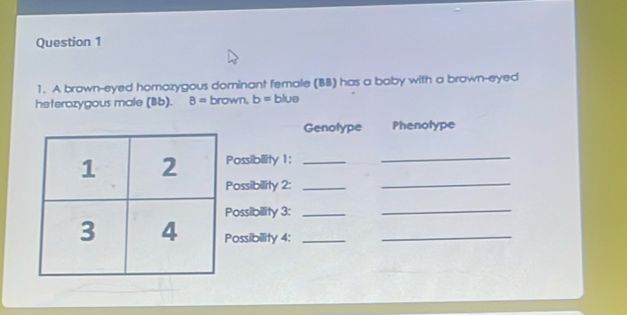 A brown-eyed homazygous dominant female (BB) has a baby with a brown-eyed 
heterozygous male (Bb). B= brown, b= blue 
Genotype Phenolype 
_ 
Possibility 1:_ 
_ 
Possibility 2:_ 
Possibility 3:_ 
_ 
Possibility 4:__