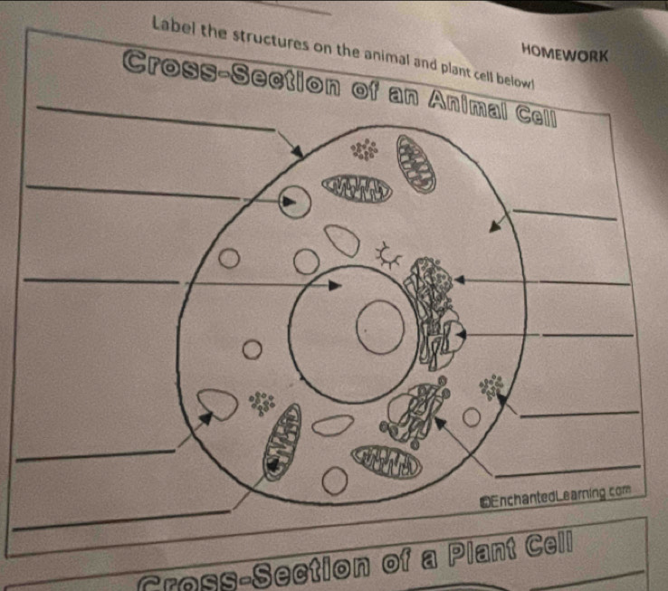 Label the 
Cross-Section of a Plant Cell