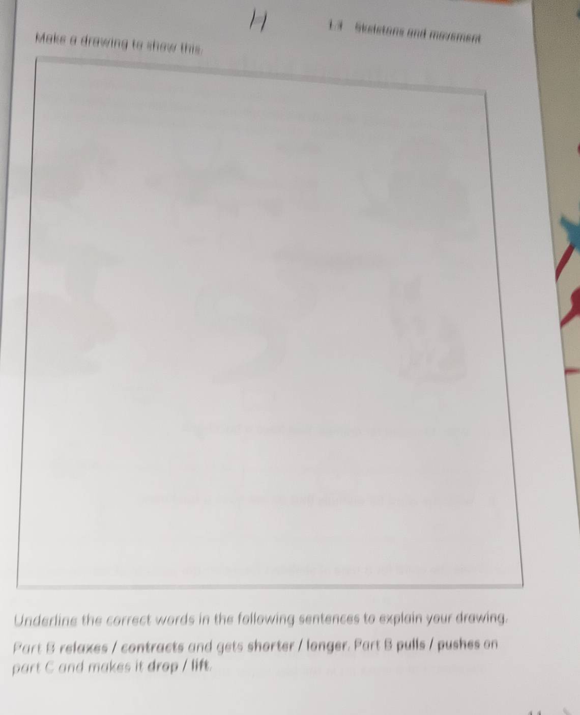 ms m 
Maks a drawing to show this. 
Underline the correct words in the following sentences to explain your drawing. 
Part B relaxes / contracts and gets shorter / longer. Part B pulls / pushes on 
part C and makes it drop / lift.