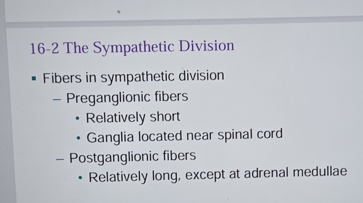 16-2 The Sympathetic Division 
Fibers in sympathetic division 
- Preganglionic fibers 
Relatively short 
Ganglia located near spinal cord 
- Postganglionic fibers 
Relatively long, except at adrenal medullae